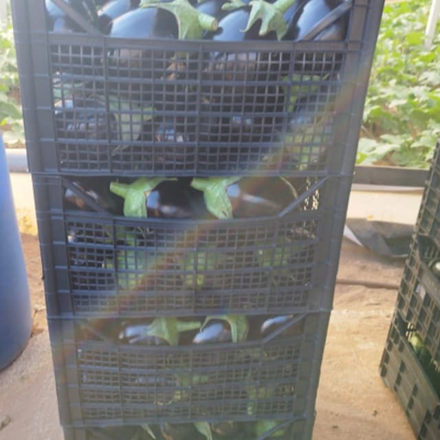 Azienda Agricola Bruno - Produzione Melanzana - Immagine 2