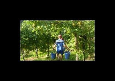 Azienda Agricola Ca' dei Fiori S.S. - Immagine 1