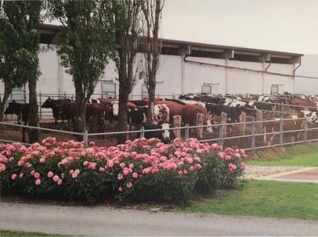 Azienda Agricola Cantarelli Claudia - Immagine 1