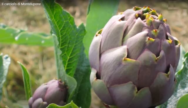 Azienda Agricola Cipriani - Immagine 2