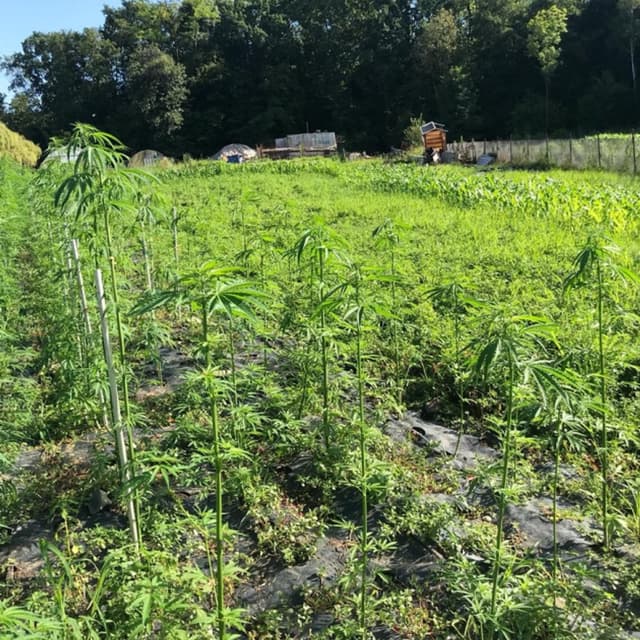 Azienda Agricola Coccioli - Immagine 1