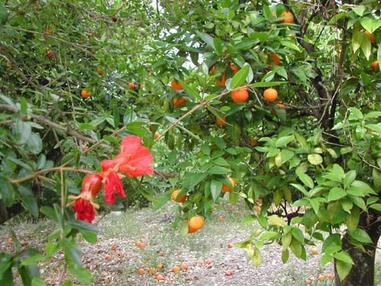 Azienda Agricola e Liquorificio Fausta Munno - Immagine 1