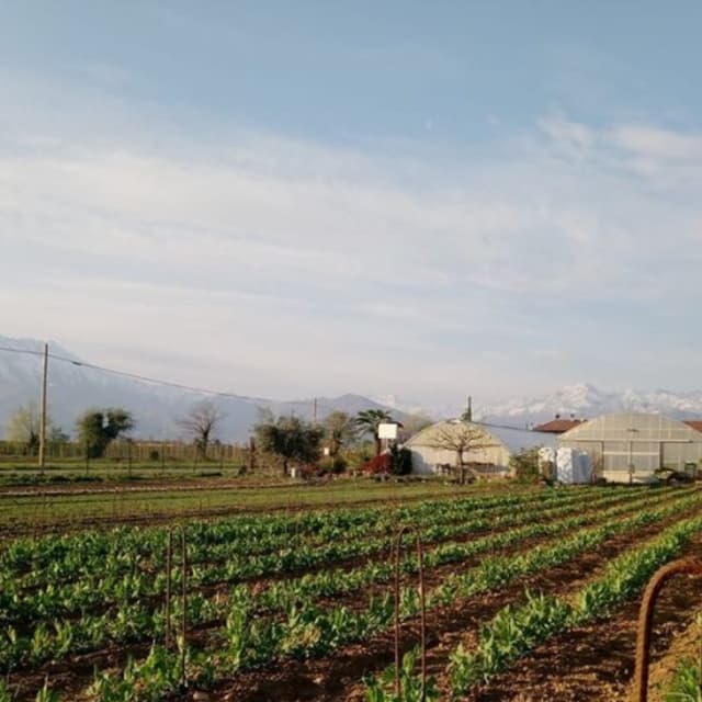 Azienda Agricola Ortofiore - Immagine 1