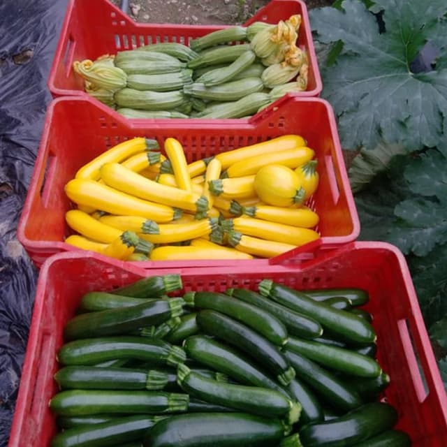 Azienda Agricola Ortofiore - Immagine 2