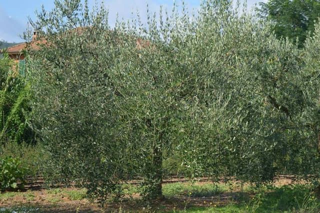 Azienda Agricola Ricotti - Immagine 2