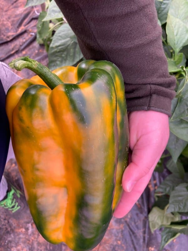 Azienda Agricola Seduttore Angelo - Immagine 2