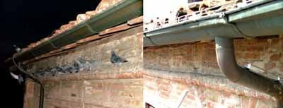 Birds Control - Immagine 1