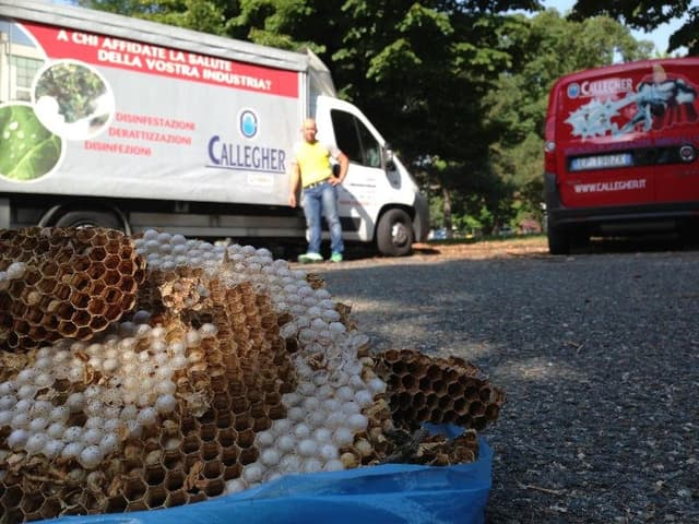 Callegher - Pest Management e Disinfestazioni Ambientali - Immagine 1