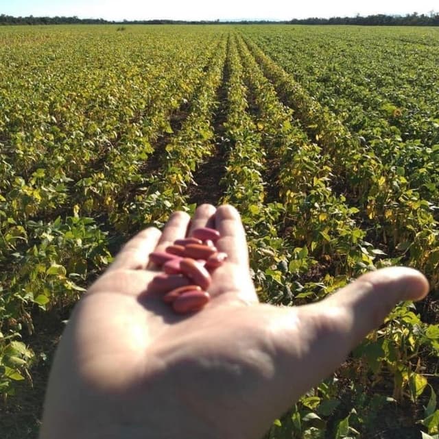 Casillo Pasquale Snc - Immagine 1