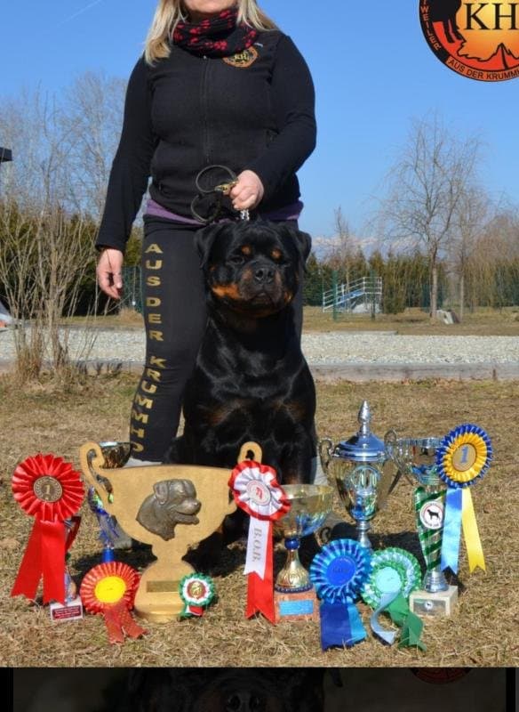 Centro Cinofilo La Tana dei Lupi - Allevamento Aus Der Krummholz - Immagine 1