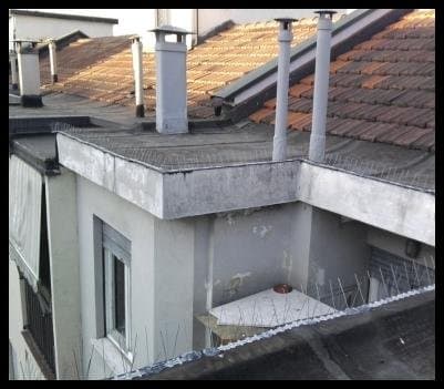 D.C.D. Torino Disinfestazioni - Immagine 2