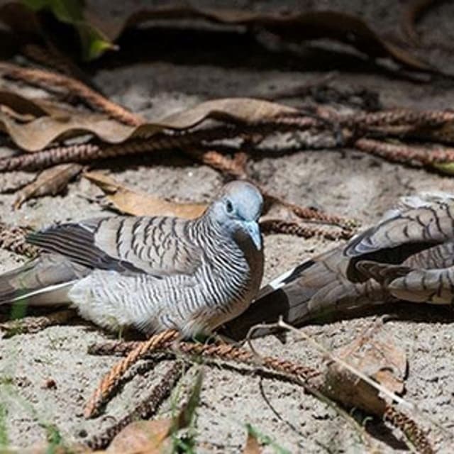 Ecologic System - Immagine 2