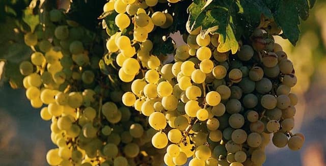 Enoteca Bischoff - Immagine 1