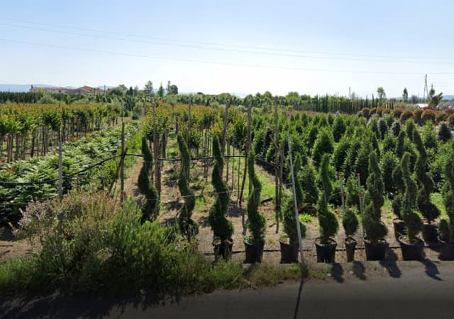 Eredi di Bartolini Osvaldo - Immagine 1