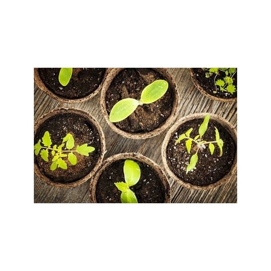 Floricoltura Agli' di Agli' Luca - Immagine 2