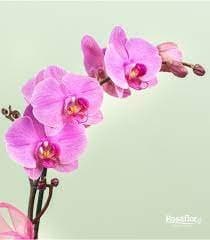 Floricoltura Corazza - Immagine 2