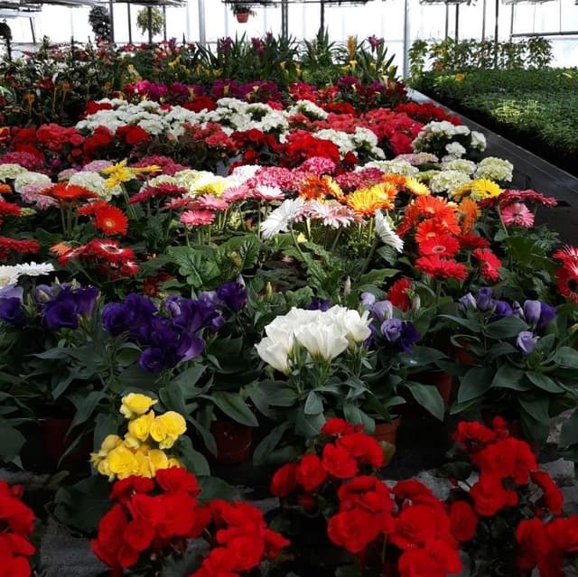 Floricoltura e Fioreria Ianes - Immagine 1