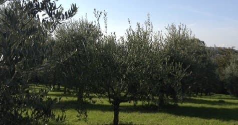 Frantoio Oleario De Marco - Immagine 2