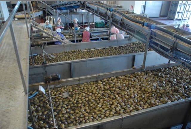 Greco Alimentare - Conserve Alimentari dal 1950 - Immagine 2