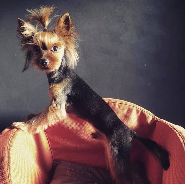 Homerdog - Immagine 1