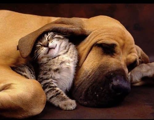 Il Ponte dell'Arcobaleno - Immagine 1