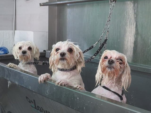 Le Petite By India Toelettatura Professionale - Immagine 1