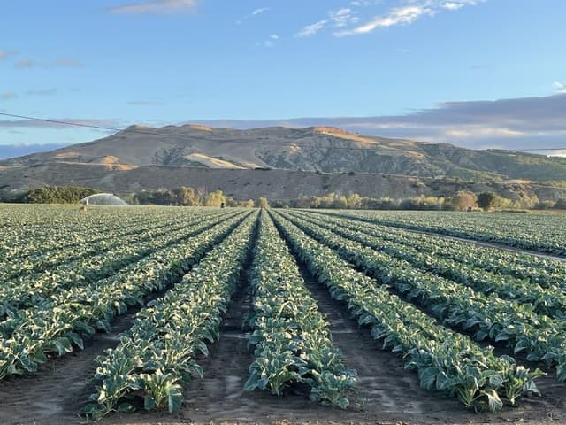 Lillo Vitantonio Azienda Agricola - Immagine 1