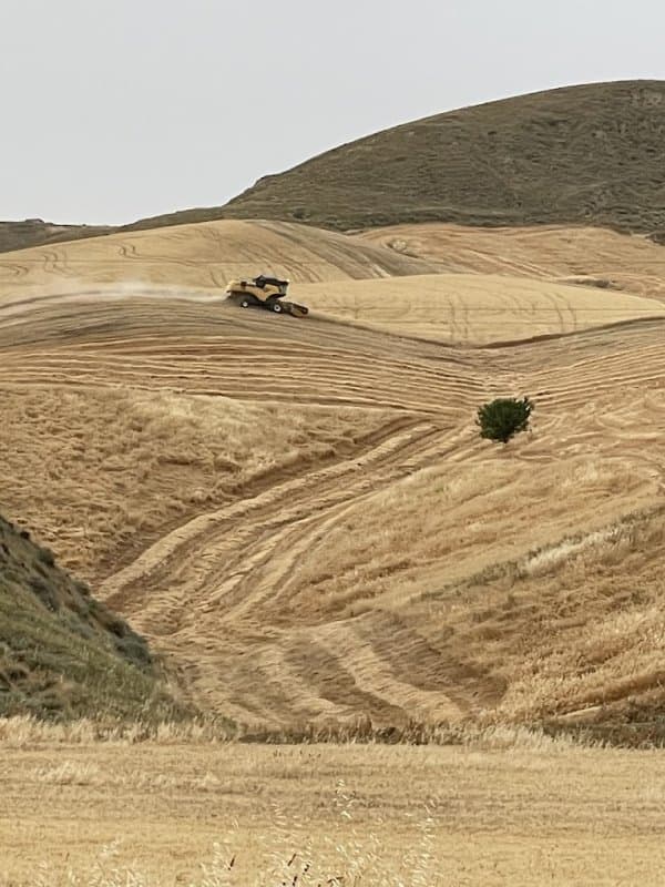 Lillo Vitantonio Azienda Agricola - Immagine 2