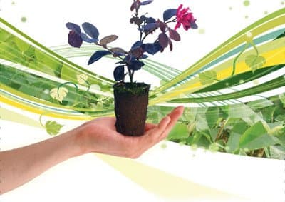 Little Plant Vivaio - Immagine 2