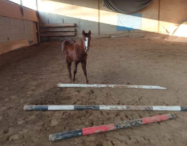 Maneggio Heartland Ranch - Immagine 2