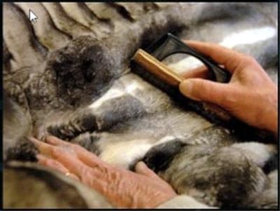 New Atlantic Fur Service Srl - Immagine 1