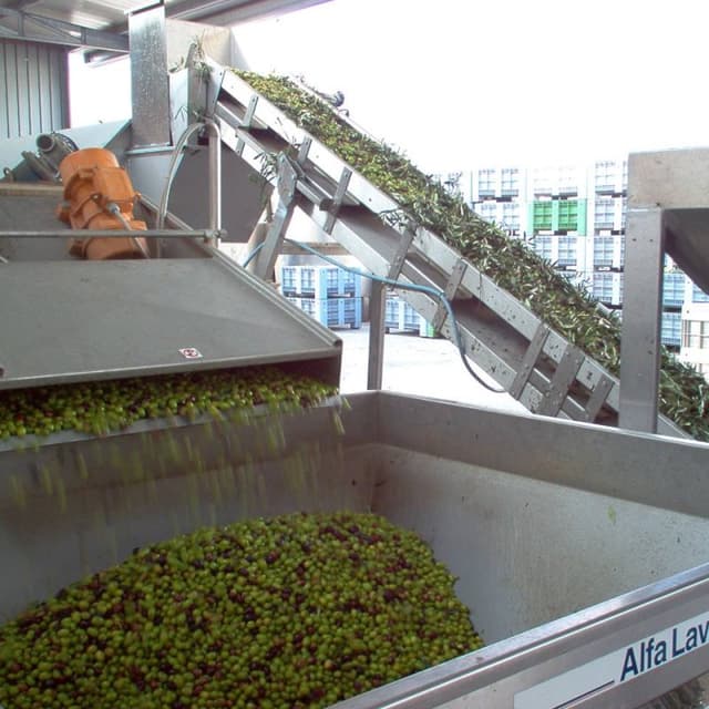 Oleificio Maglio - Immagine 2