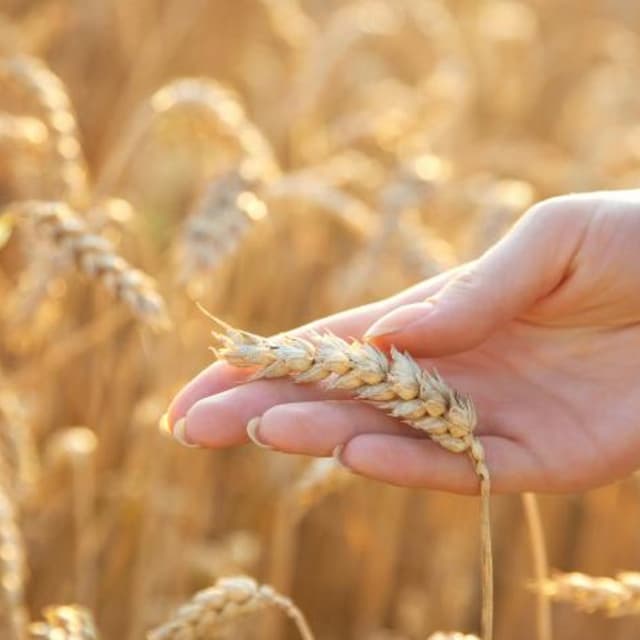 Panificio Pasticceria Pariv - Immagine 1