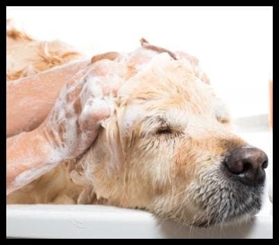 Pelo Pelò - Immagine 1