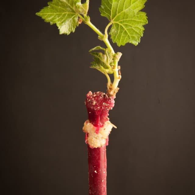 Vivai Truant Lindo - Immagine 2