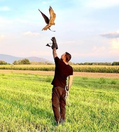 Allontanamento Volatili Piccioni Gabbiani - Raptor Peak Falconeria