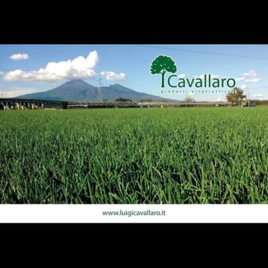 Cavallaro Prodotti Ortofrutticoli-F.lli Cavallaro Soc. Agr. S.r.l.