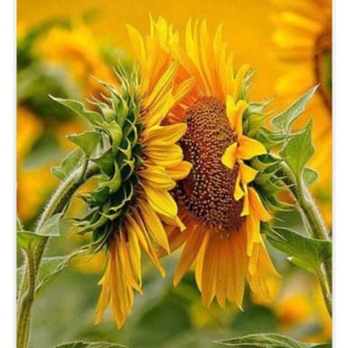 Centro Estetica Abbronzatura Girasole