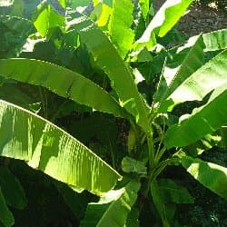 G.F.Y Giardinaggio e Cura dell'Ambiente