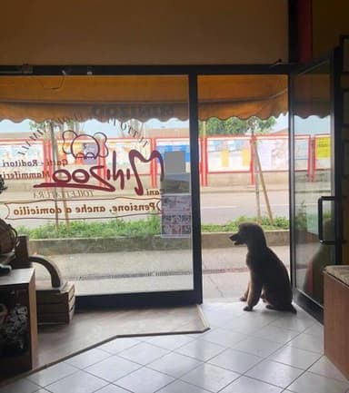 Minizoo di Sabrina Gratteri “il meglio per il tuo cane”